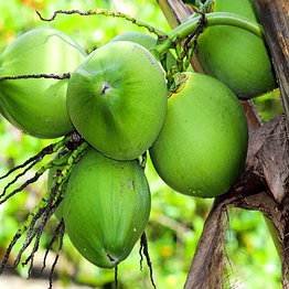 coconut
