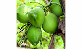 Coconut