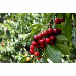 cherry