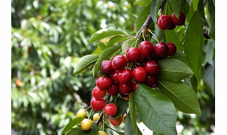 Cherry