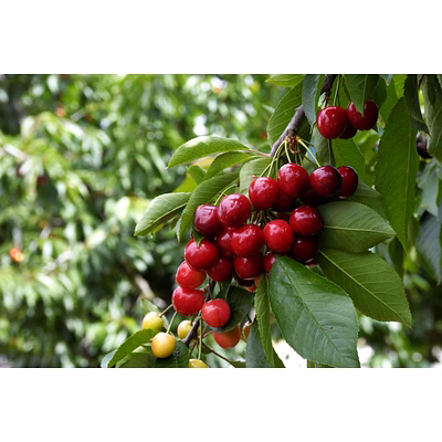 cherry