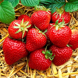 strawberry
