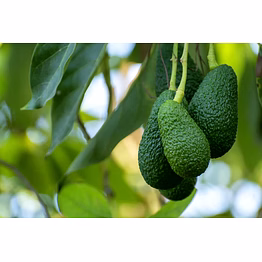 avocado