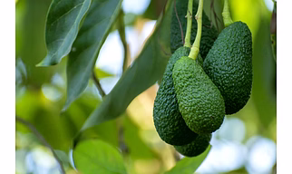 Avocado