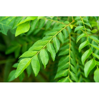 Fresh Curry Leaves