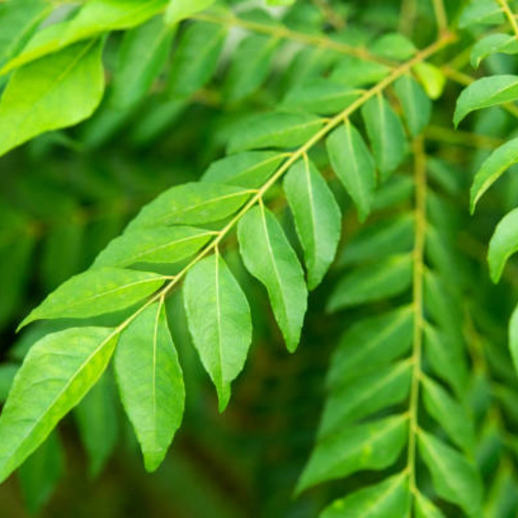 Fresh Curry Leaves-3