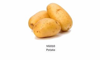 Potato