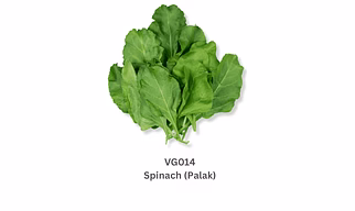 Spinach (Palak)