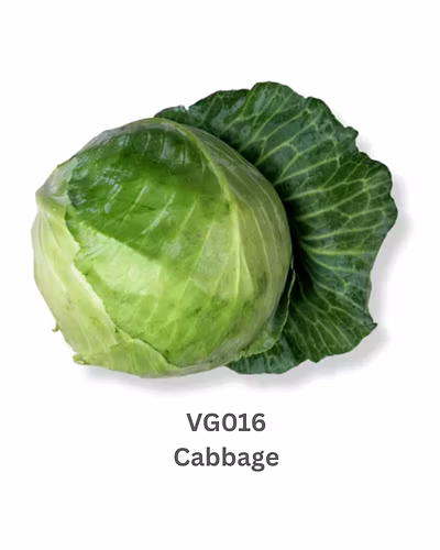 Cabbage-9503591