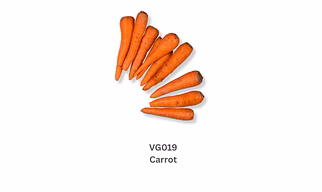 Carrot