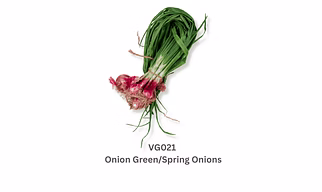 Onion Green/Spring Onions