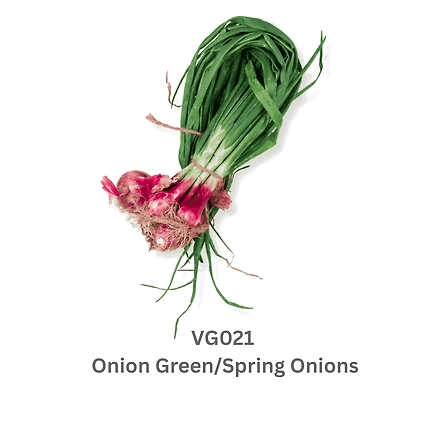 Onion Green/Spring Onions-12737897