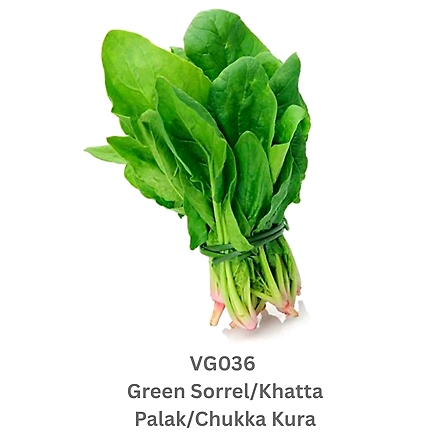 Green Sorrel/Khatta Palak/Chukka Kura-12738235