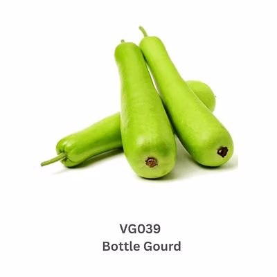 Bottle Gourd (Lauki / Doodhi / Sorakaya)-12747301