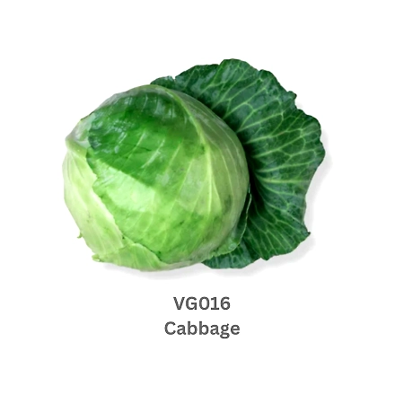 Cabbage-9503591