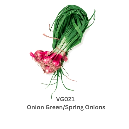 Onion Green/Spring Onions-9503596