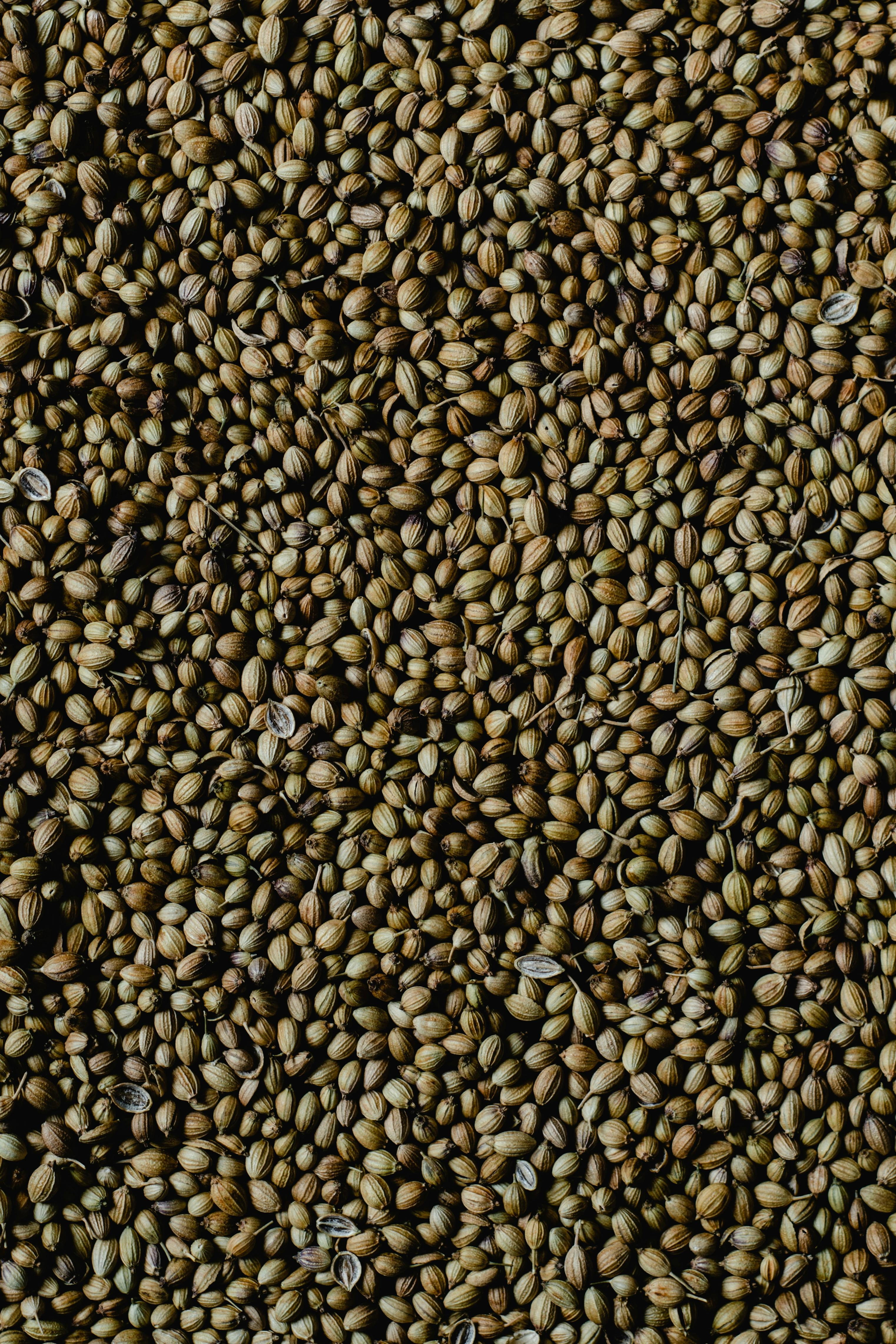 Coriander Powder-1