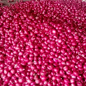 onion