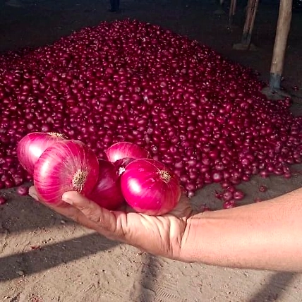 onion-2
