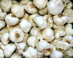 GARLIC-1