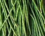 DRUMSTICK(MORINGA)-1