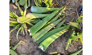ALOE VERA FRESH LEAF