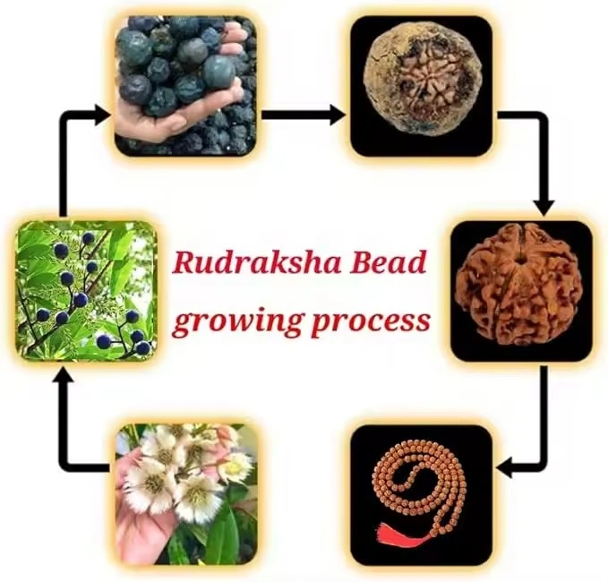 Handmade Direct Value Natural Rudraksha bead bracelet for Yoga Meditation-4