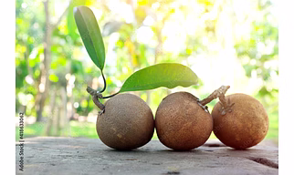 SAPODILLA