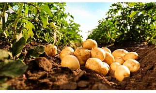 POTATOES