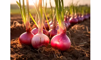 ONION