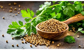 CORIANDER SEEDS
