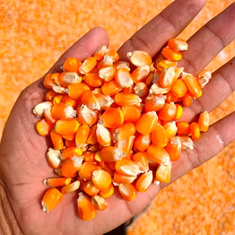 maize