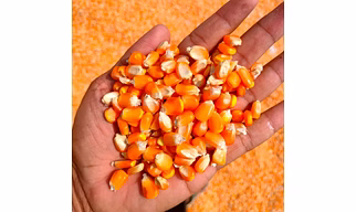 maize