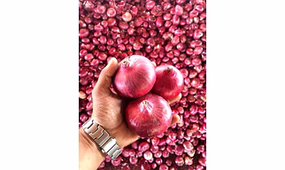 NASHIK ONION