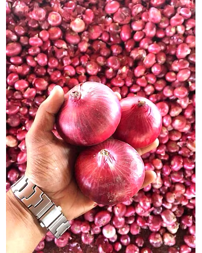 NASHIK ONION-12490285