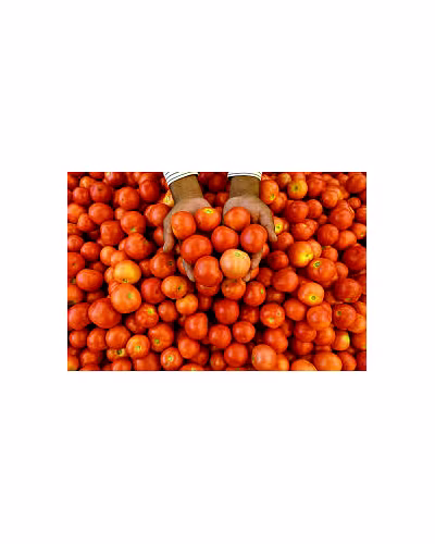 Tomatoes-2