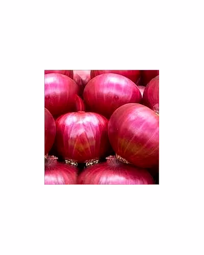 NASHIK ONION-1