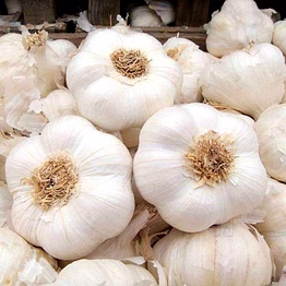 garlic