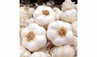 Garlic