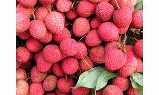 Litchi