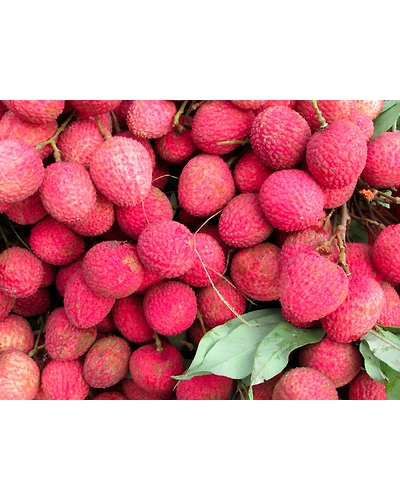 Best lychee-5
