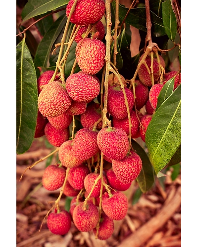 Best lychee-7