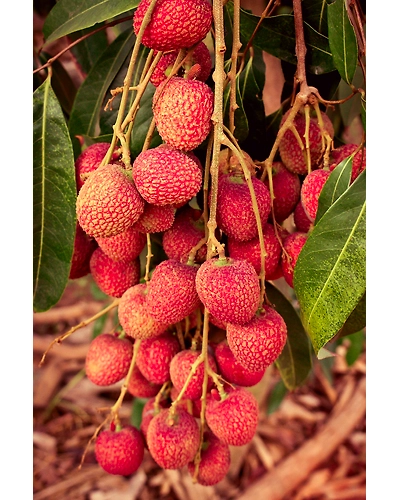 Best lychee-2
