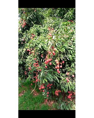 Best lychee-3