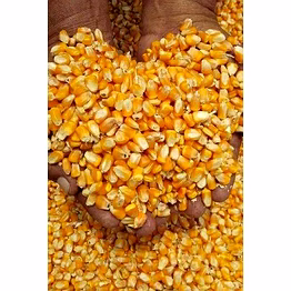 dry yellow maize