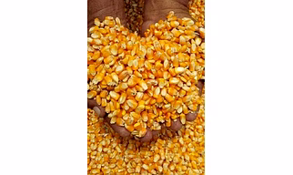 Dry yellow maize