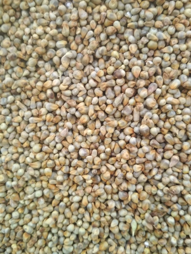 Green millet-12495086