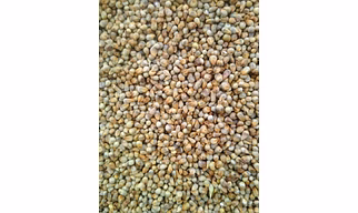 Green millet