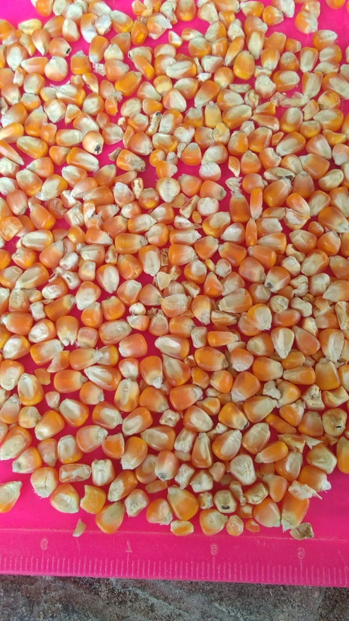 Maize-12495084