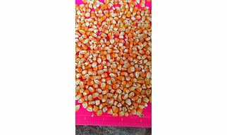 Maize